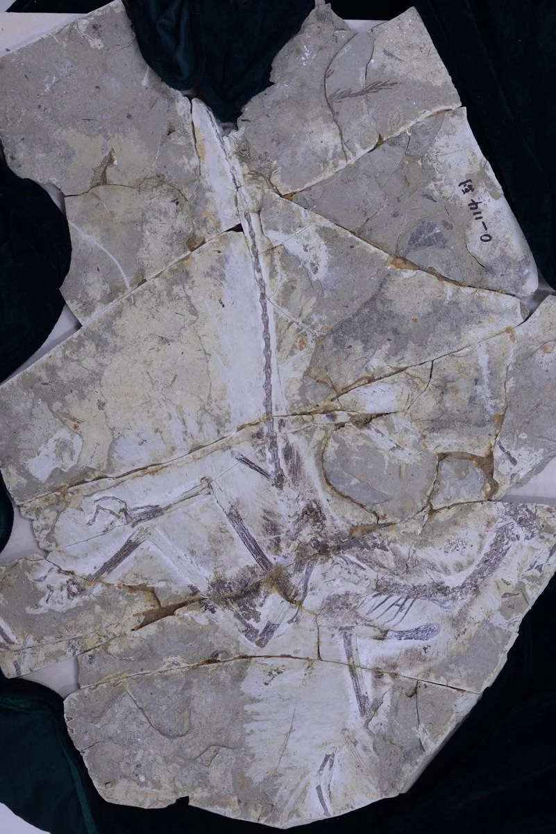 Anchiornis fossil. Credit: Shandong TianYu Museum of Natural History