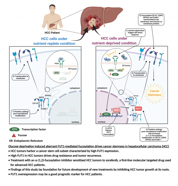 HKUMed researchers unveil a novel molecular mechanism underlying liver cancer drug resistance and tumour recurrence  