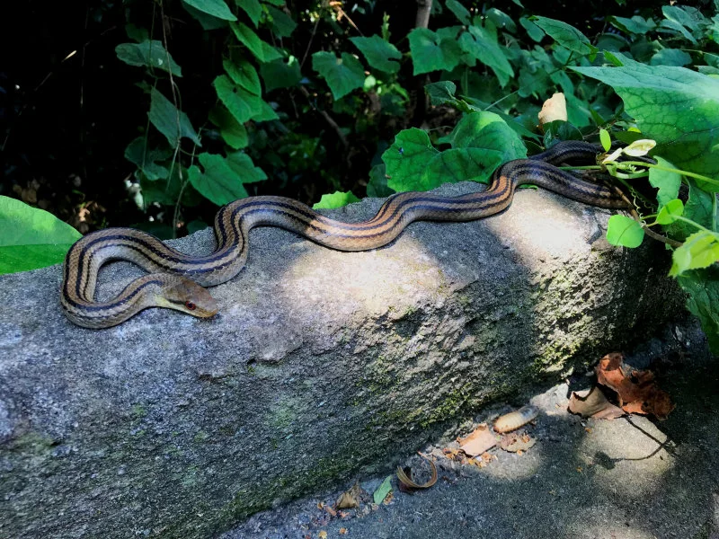 A Japanese four-lined rat snake  (Elaphe quadrivirgata) on Kozu Island. (Image credit: Félix Landry Yuan)