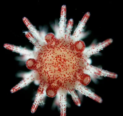 HKU marine scientists unveil sea urchin's secret to surviving marine heatwaves