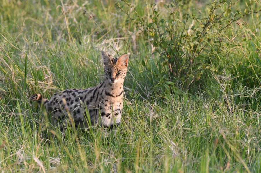 Serval is a secretive small wild cat species in Africa. We have been extremely lucky to encounter this species in our eco-tour. By Jackson Lau