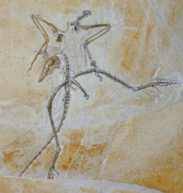 The Thermopolis specimen of Archaeopteryx. This famous early fossil bird is on display at the Wyoming Dinosaur Center in Wyoming, USA. Image credit: Kaye et al. 2020.  