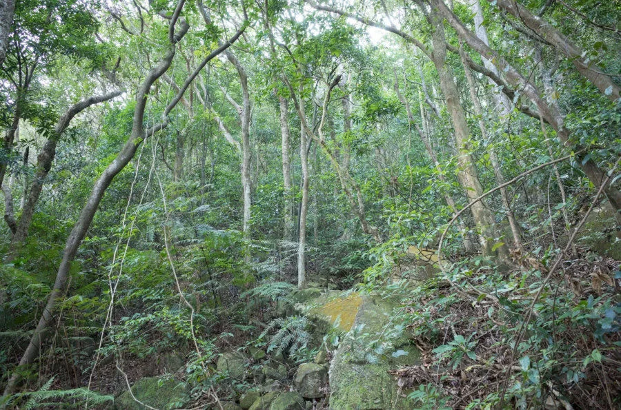 Secondary forest in the Lantau North Country Park, buffering temperature impacts on understory wildlife. (Photo credit: Insect Biodiversity and Biogeography Laboratory)  