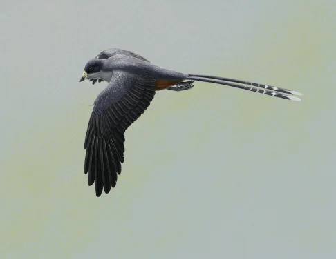 Bird beak revealed by HKU-codeveloped laser imaging 
informs early beak form, function, and development