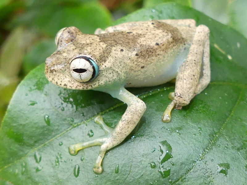 Figure 1. Amphibians and Chameleons like the two species on these pictures are among the many groups of organisms which receive limited to no conservation funding research support despite being among the most threatened groups on the planet. Photo Credit: Angelica Crottini  