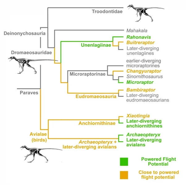 Graphical abstract showing a simplified version of the revised evolutionary tree of birds (Avialae) and their closest relatives (non-avialan theropod dinosaurs) and the many ancestors that came close to powered flight potential (orange) but the few that achieved it (green; at least three times: once in early birds and twice among the dromaeosaurids (‘raptors’). Image credit: Michael Pittman and co-authors.