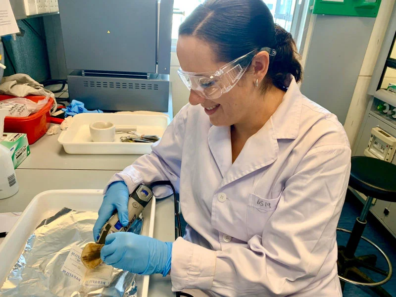 Image 2. Tracey-Leigh Prigge drilling powder from pangolin scales to be used for DNA extractions and/or Stable Isotope Analysis (SIA). (Credit: Tracey-Leigh Prigge)   