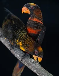 The dusky lory is a parrot native to New Guinea, with red and yellow forms that coexist in natural populations. Researchers leveraged this extremely rare phenomenon to identify an enzyme that can explain why parrots have such diversity in colour. Credit: Pedro Miguel Araújo.  