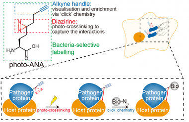 Catching the wrongdoers in the act: HKU chemists develop a novel tool to decipher bacterial infections in real time