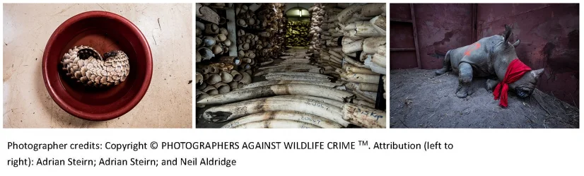 New study sheds light on illegal wildlife trade in Hong Kong – A high volume and lucrative black market business