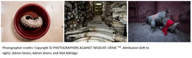 New study sheds light on illegal wildlife trade in Hong Kong – A high volume and lucrative black market business