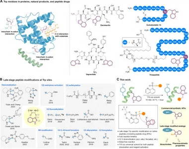 HKU Chemists Develop a Clickable Tryptophan Modification Strategy for Late-Stage Diversification of Native Peptides