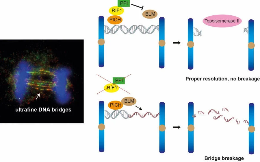 The study reveals RIF1-PP1 prevents BLM from unwinding the ultrafine DNA bridges. (Image Credit: Dr Gary Ying Wai CHAN)  