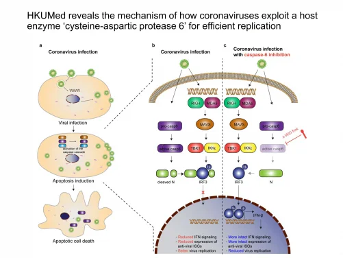 HKUMed reveals the mechanism of how coronaviruses exploit
the host antiviral defence mechanisms for efficient replication
