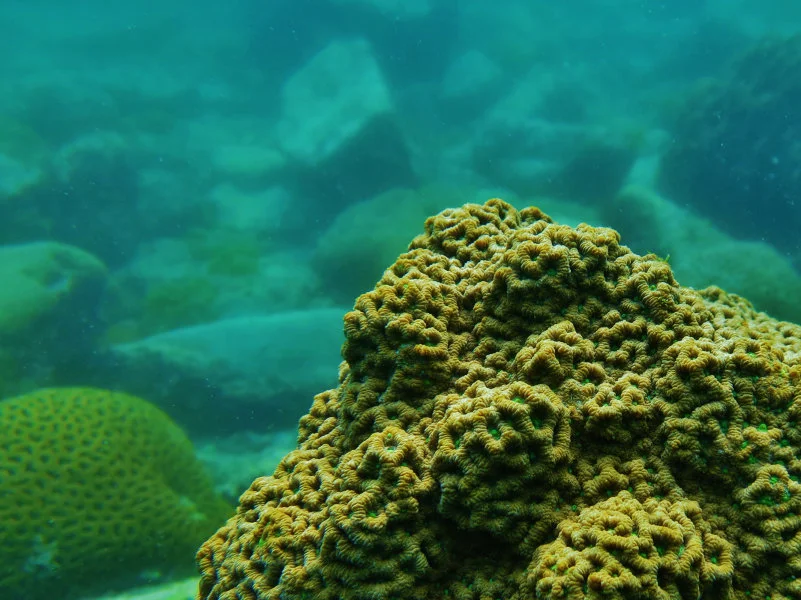 File: Coral Favites.JPG Credit: Dr. Philip D. Thompson  Caption: The large-polyped coral Favites abdita