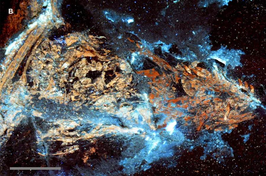 The skull from specimen IVPP V13320 of the gliding carnivorous dinosaur Microraptor: is it a composite? A, the skull of IVPP V13320 under white light conditions shows subtle colour differences in the bone across a break in the rock slab – darker bone proximally and lighter bone distally. B, Under laser light stimulation, the bone fluoresces with the same colour pattern observed under white light conditions (see A) indicating that the colour differences relate to differences in the fossil’s mineral composition. The latter indicates that the skull is a composite specimen, but it is also possible - but less likely - that the pattern observed reflects variability in the conditions under which the animal was deposited and eventually transformed into rock. Scale bar 1 cm.