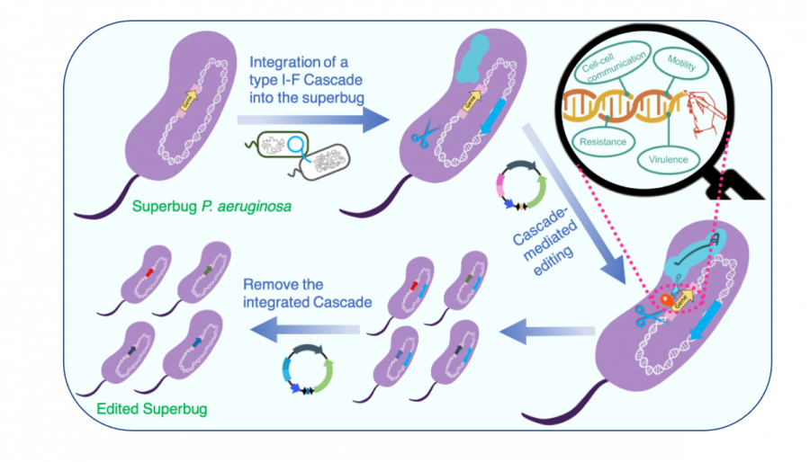 An illustration of the strategies and workflow of the transferrable type I CRISPR Cascade-mediated editing of the superbug P. aeruginosa.  