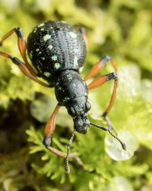 HKU Ecologists Lead International Effort to Understand Declining Insect Biodiversity in the Tropics