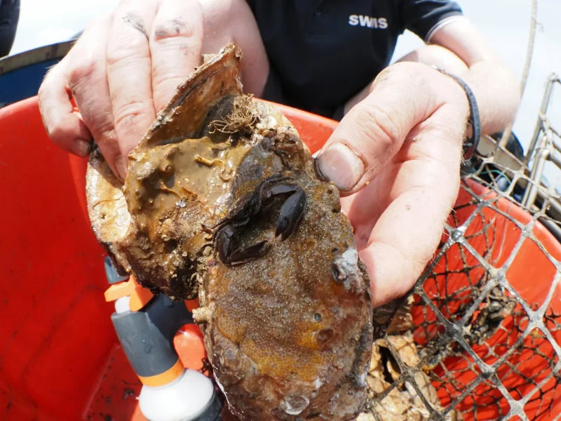 Image 3. Dr Bayden Russell documenting the species diversity of a restored oyster reef in Hong Kong. Photo credit: Miko LUI, The Nature Conservancy HK.   