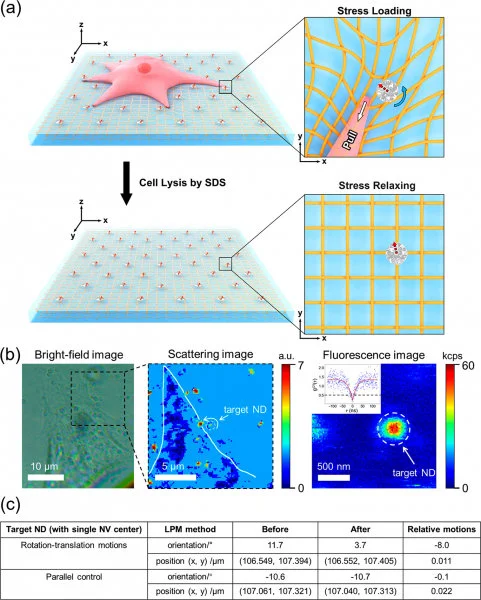 Applying LPM to measure in-plane traction force fields of intact cells. (a) Schematic illustration showing the design of cell experiments: NDs are randomly embedded in an elastic substrate (PDMS) serving as fiducial markers; before (upper) and after (lower) cell lysis (3T3 cells treated with a detergent ), the orientation and position of NDs are measured via the LPM method. Red dashed arrow represents the projection direction of the NV center axis on the sample plane. (b) Typical bright-field (left panel) and scattering (middle panel) images of a cell fed with NDs. Fluorescence image (right panel) of a chosen ND with single NV center as indicated by the inserted g(2)(τ) measurement. White line (in the middle panel) outlines the profile of the cell. (c) A table shows the relative motions (before and after cell lysis) of a target ND with single NV center.