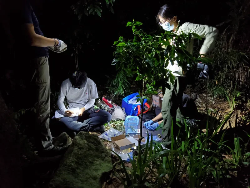 The team working in the field, taking measurements and samples from a tokay gecko. (Credits to Tsz Chun SO)  