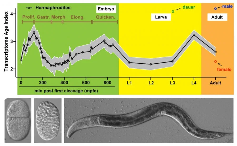 Figure 1. The dynamics of transcriptome age during development. The top panel shows the changes of transcriptome age index (Transcriptome Age Index) during embryonic and larval development of C. elegans. High TAI indicates younger transcriptome and low TAI indicates older transcriptome. The lowest TAI period occurs in the mid-embryogenesis. The lower panel shows C. elegans embryos at 2-cell and gastrulation stages and adults. Image Credit: Dr Fuqiang Ma and Dr Chaogu Zheng  