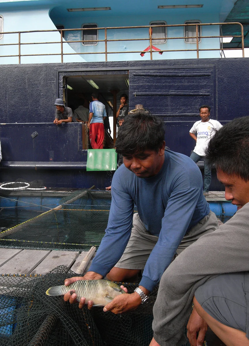 2. Small juvenile Humphead wrasse just before loading onto a Hong Kong registered vessel in western Indonesia and exported with no CITES permit.