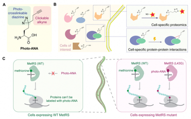 HKU Scientists Develop a Novel Approach to Interrogate Tissue-specific Protein-protein Interactions, Paving Ways to Understand Organ Development and Disease Pathogenesis