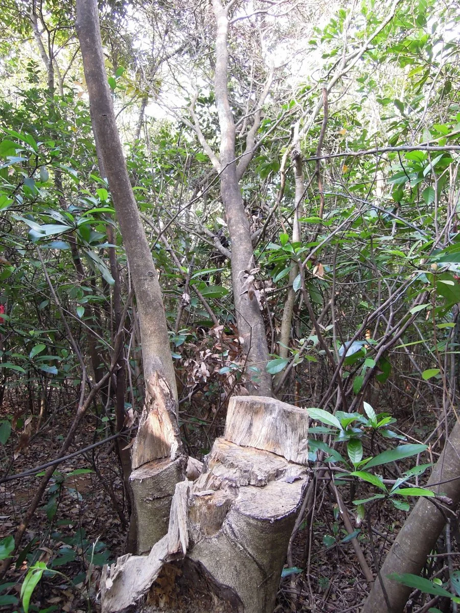 Incense tree illegally chopped (Photo by Dr. Billy C.H. Hau)