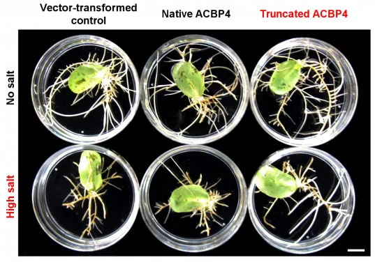 HKU scientists discover activation mechanisms in soybean for adaptation to saline soil in hope of improving agriculture productivity