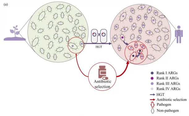 HKU Engineering team develops a useful framework to identify high-risk Antibiotic Resistance Genes