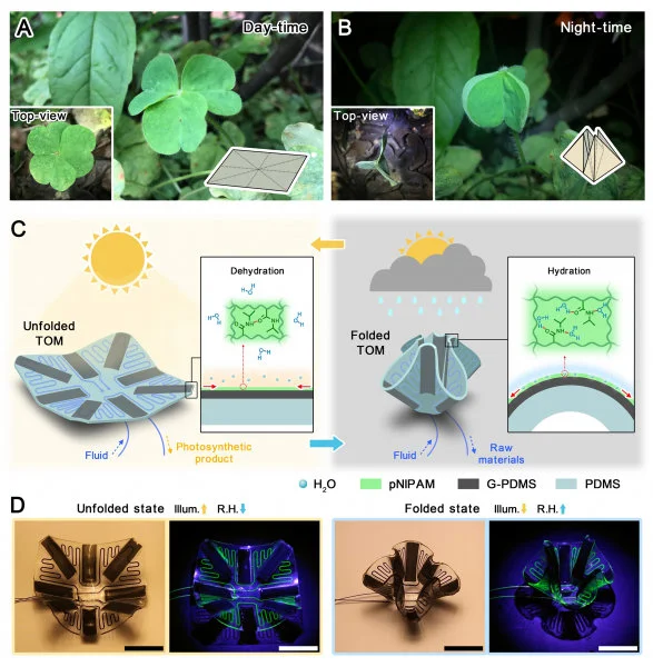 Oxalis corniculata at its (A) open state during the daytime and (B) close state during nighttime. Left insets: Top view of its open and close states, respectively. Right insets: Unfolded and folded states of the corresponding origami structure, respectively. (C) Schematic drawing of the TOM at its unfolded state when the temperature is high and light irradiates; folded state when the temperature is low and humidity is high. The insets show the schematic dehydration and hydration in the pNIPAM hydrogel layer of the actuating unit at the unfolded and folded states. (D) Bright-field images (channel is filled with blue dye) and dark-field images (channel is filled with fluorescent dye) of TOM’s two states. Scale bars, 10 mm.  