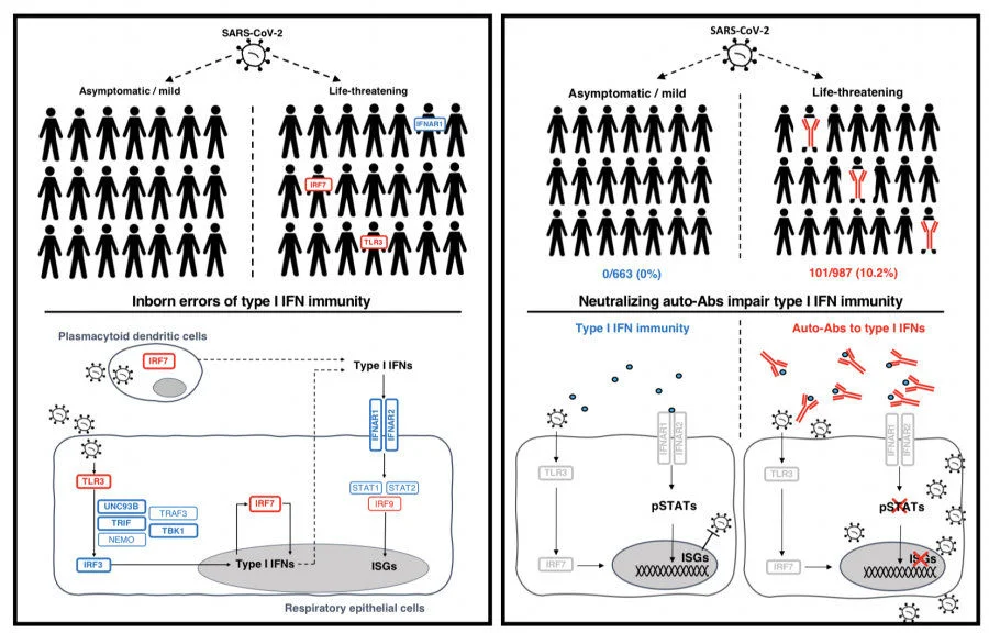 Researchers of the COVID Human Genetic Effort, including scientists from the Department of Paediatrics and Adolescent Medicine, HKUMed, have discovered inborn errors of immunity and auto-antibodies affecting type I interferon pathways in life-threatening COVID-19 patients of different ages. The findings help explain why some people develop a disease much more severe than others in their age group.  