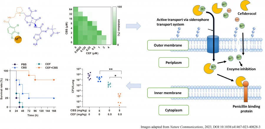 Figure 1. Bismuth and cefiderocol showed synergistic effect both in vitro and in vivo (lung infectious model) against PAO1, a strain of Pseudomonas aeruginosa, as a metallo-sideromycin complex transported actively into bacterial cells. Images adapted from Nature Communication, 2023, DOI: 10.1038/s41467-023-40828-3   