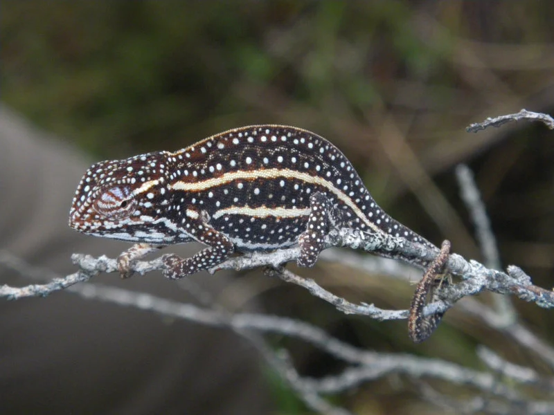 Figure 1. Amphibians and Chameleons like the two species on these pictures are among the many groups of organisms which receive limited to no conservation funding research support despite being among the most threatened groups on the planet. Photo Credit: Angelica Crottini   