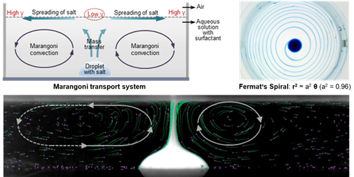 HKU Engineering generates Fermat’s spiral patterns using solutal Marangoni-driven coiling in an aqueous two-phase system