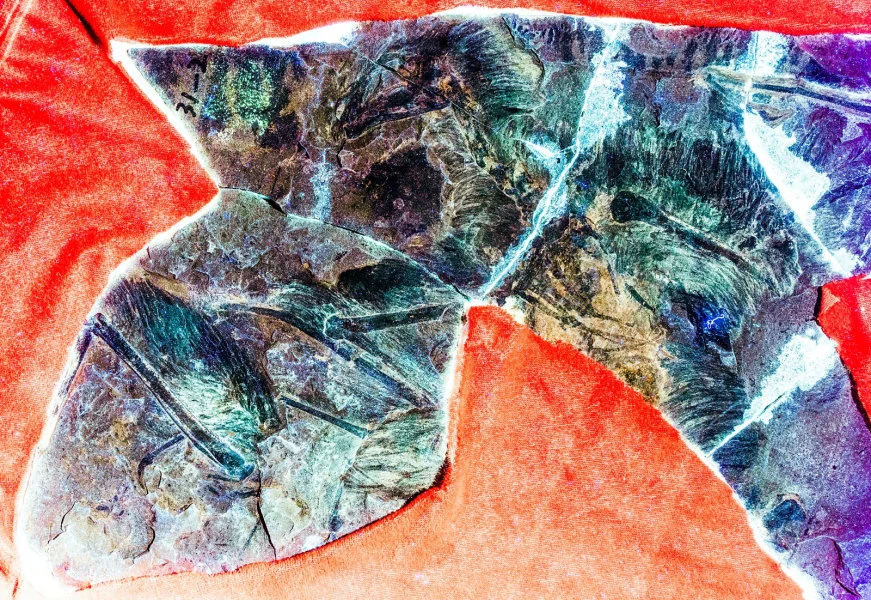 Figure 1. Laser-Stimulated Fluorescence (LSF) image of the fossil of Yi qi, a bat-winged dinosaur from the Late Jurassic of northern China. Image credit: Dececchi et al. 2020.  