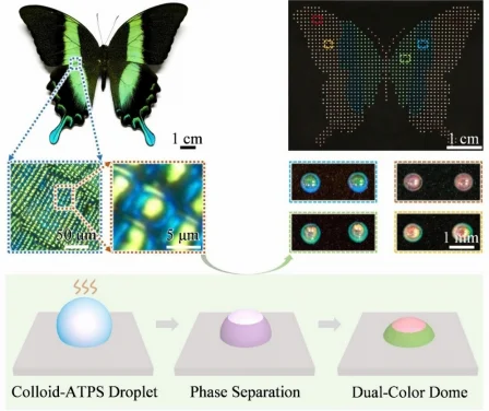 HKU-CAS researchers make history: Biomimetic dual-color domes programmable for encryption