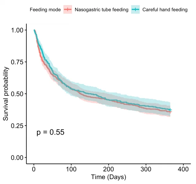 A HKUMed study found that there is little difference in one-year survival probability among advanced dementia patients on nasogastric tube feeding or careful hand feeding (125 days versus 145 days, Graph 1). But those on nasogastric tube feeding have a lower pneumonia-free survival probability compared with those on careful hand feeding (Graph 2).  