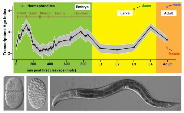 HKU Biologists Determine the Evolutionary Age of Individual Cell Types
Providing Critical Insights for Animal Development