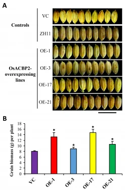 HKU Plant Scientists Identify New Strategy to Enhance Rice Grain Yield