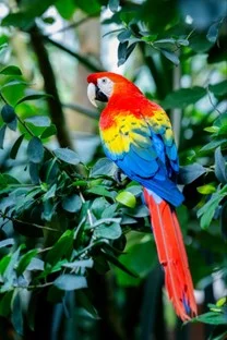 The vibrant colours of the scarlet macaw arise from yellow and red pigments unique to parrots, called psittacofulvins. Variation in the amount of these pigments is regulated by a single enzyme, originally used as a detox mechanism. Credit: Petr Juracka.  