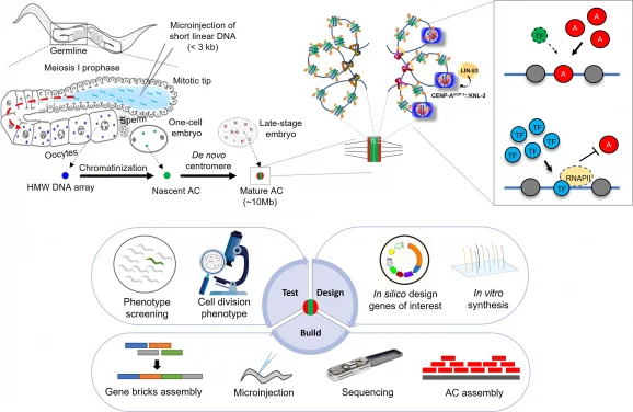 HKU Biologists' artificial chromosomes study sheds light on gene therapies