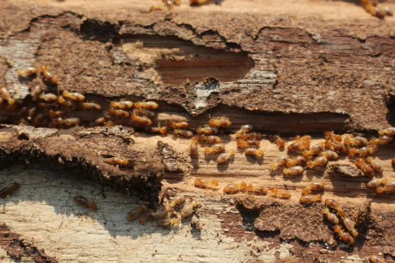 HKU Study Reveals Crucial Role of Invertebrates as Eco-Custodians in 
Global Forest Litter Decomposition
