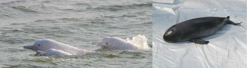 HKU scientists find high concentrations of toxic phenyltin compounds in local Chinese white dolphins and finless porpoises
confirming their biomagnification through marine food chains
