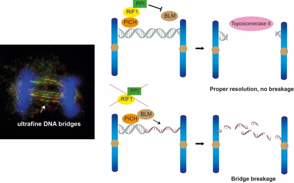 Targeting DNA bridges: 
HKU Biologists Uncover key to preserve genome integrity
Enhancing the understanding of cancer development