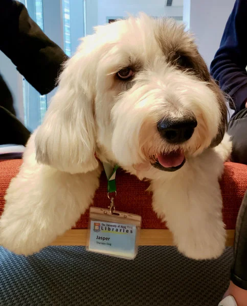 HKU mourns the passing of Jasper, the University Libraries’ first Resident Therapy Dog  
