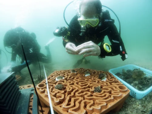 HKU architects and marine scientists co-develop novel 3D printed ‘reef tiles’ to repopulate coral communities and conserve biodiversity in Hong Kong