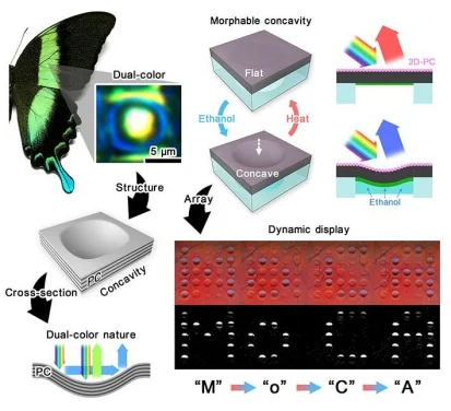 Inspired by the colour-producing structures on butterfly wings, HKU Engineering researchers develop a soft colour-changing system that may lead to revolutionary optical devices