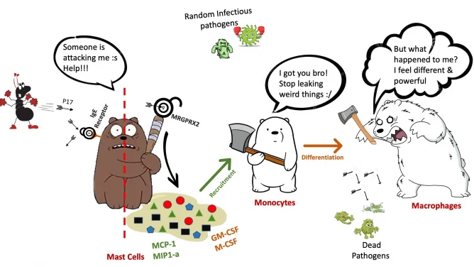 HKU biologists identify and demonstrate a naturally abundant venom peptide from ants that activates a previously unknown pseudo allergic pathway, unravelling a novel immunomodulatory pathway of MRGPRX2